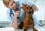 Polizze per gli animali domestici: quale scegliere